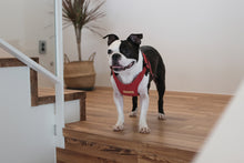 Load image into Gallery viewer, Comfort Harness (Red)