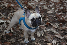 Load image into Gallery viewer, Buckle-Up Easy Harness (Blue)