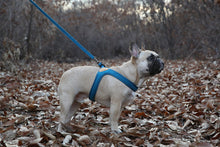 Load image into Gallery viewer, Buckle-Up Easy Harness (Blue)