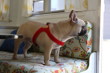 Load image into Gallery viewer, Buckle-Up Easy Harness (Red)