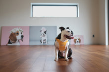 Load image into Gallery viewer, Comfort Harness (Yellow)