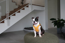 Load image into Gallery viewer, Comfort Harness (Yellow)
