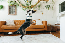 Load image into Gallery viewer, Fetching Flock Eagle