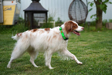 Load image into Gallery viewer, Field Collar (Neon Green)