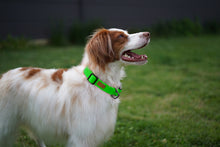 Load image into Gallery viewer, Field Collar (Neon Green)