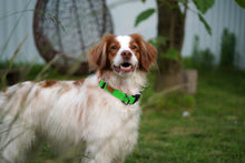 Load image into Gallery viewer, Field Collar (Neon Green)