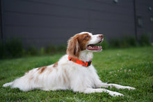 Load image into Gallery viewer, Field Collar (Neon Orange)