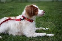 Load image into Gallery viewer, Field Collar (Red)