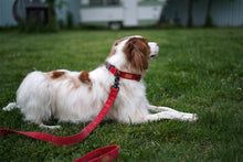 Load image into Gallery viewer, Field Collar (Red)