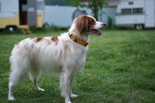 Load image into Gallery viewer, Field Collar (Yellow)