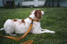 Load image into Gallery viewer, Field Collar (Yellow)
