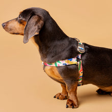 Load image into Gallery viewer, Gaston Harness