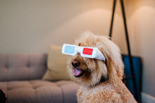 Load image into Gallery viewer, Hollywoof Cinema 3-Dog Glasses