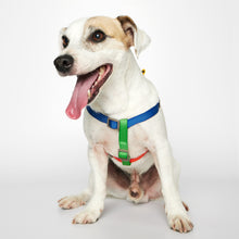 Load image into Gallery viewer, Sonia Harness (Yellow & Lime Multi)