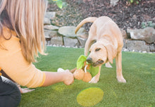 Load image into Gallery viewer, Tropical Paradise Puppy Palm