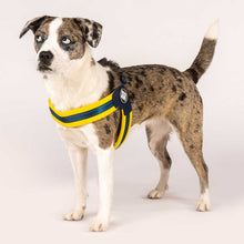 Load image into Gallery viewer, Q-Fit Harness Yellow