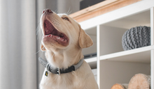 Load image into Gallery viewer, Rope Collar (Grey)