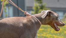 Load image into Gallery viewer, Rope Collar (Sweetness)