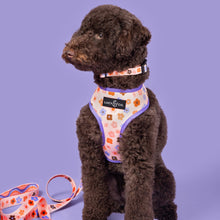 Load image into Gallery viewer, The Let's Groove Collar