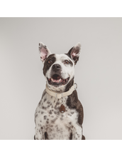 Load image into Gallery viewer, Tickless Ultrasonic Flea & Tick Repeller Dog Tag