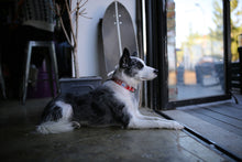 Load image into Gallery viewer, Trip Collar (Red)