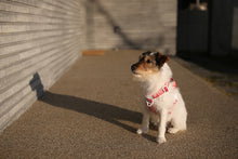 Load image into Gallery viewer, Trip Harness (Red)