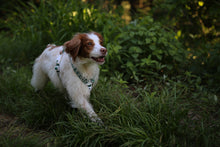 Load image into Gallery viewer, Trip Harness (Green)