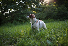 Load image into Gallery viewer, Trip Harness (Green)