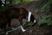 Load image into Gallery viewer, Trip Leash (Green-One Size)