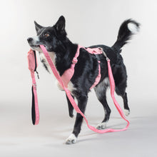 Load image into Gallery viewer, Visibility Leash (Pink)