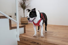 Load image into Gallery viewer, Comfort Harness (Red)