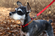 Load image into Gallery viewer, Easy Collar (Red)