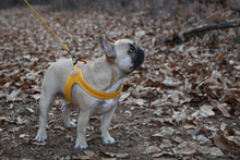 Load image into Gallery viewer, Buckle Up Easy Harness | Yellow - WAGSUP
