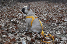 Load image into Gallery viewer, Buckle Up Easy Harness | Yellow - WAGSUP
