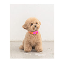 Load image into Gallery viewer, Candy Crayon Collar (Orange)
