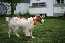 Load image into Gallery viewer, Field Collar (Neon Orange)
