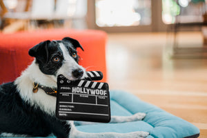 Hollywoof Cinema Doggy Director Board