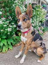 Load image into Gallery viewer, Merlot Collar
