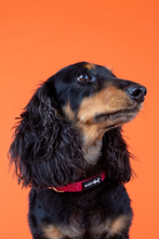 Load image into Gallery viewer, Merlot Collar
