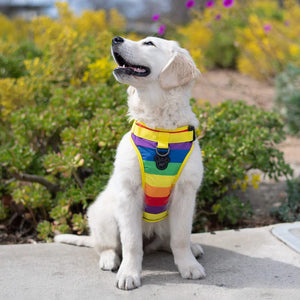 The Everthing Harness Water-Resistant Rainbow