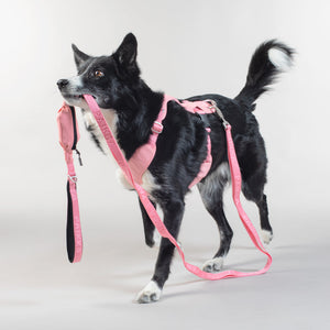 Visibility Leash (Pink)