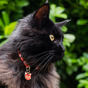 Yayol Catsama Artist Cat Collar