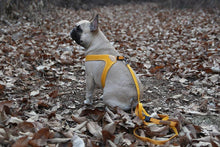 Load image into Gallery viewer, Buckle Up Easy Harness | Yellow - WAGSUP

